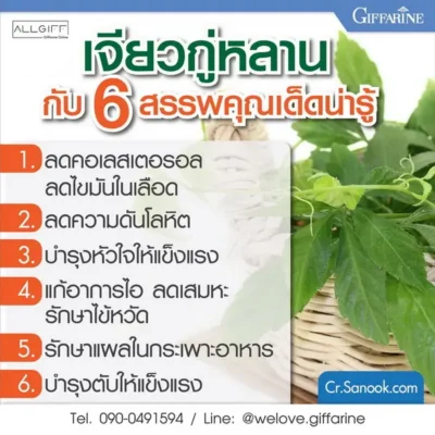 อินโฟกราฟิก 6 สรรพคุณเด่นของเจียวกู่หลาน ได้แก่ ลดคอเลสเตอรอล ลดความดัน บำรุงหัวใจ และบำรุงตับ