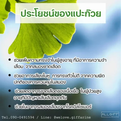 อินโฟกราฟิกสรุปประโยชน์ของแปะก๊วย (Ginkgo) 4 ข้อ: ช่วยความจำผู้สูงอายุ, บรรเทาอาการเสียงในหู, ลดการขาดเลือดของเนื้อเยื่อ และช่วยในอาการอัลไซเมอร์