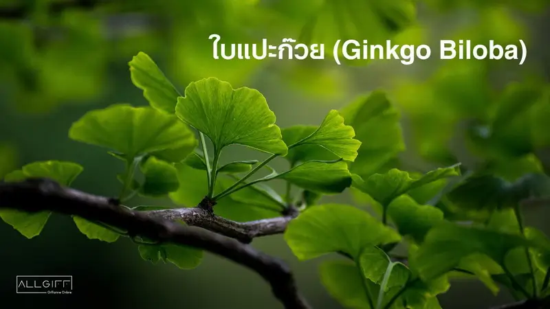 ใบแปะก๊วย สมุนไพร บำรุงสมอง และความจำ