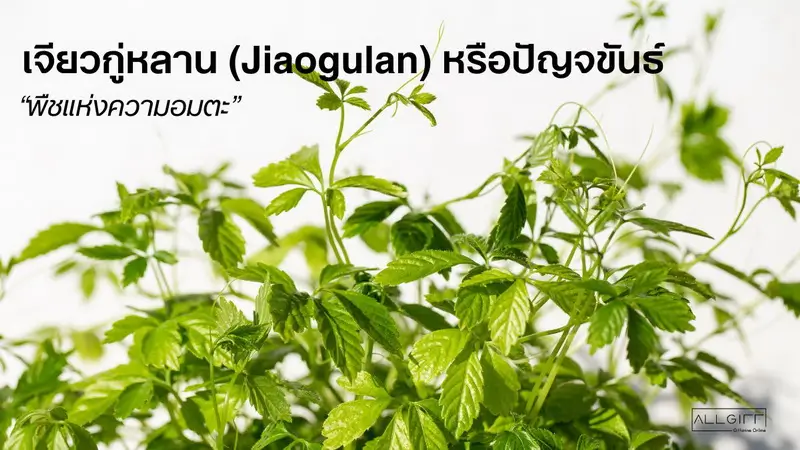 เจียวกู่หลาน หรือ ปัญจขันธ์ ควบคุมความดันโลหิต