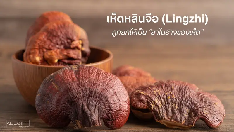เห็ดหลินจือ ลดไขมันไตรกลีเซอไรด์ และเสริมภูมิคุ้มกัน