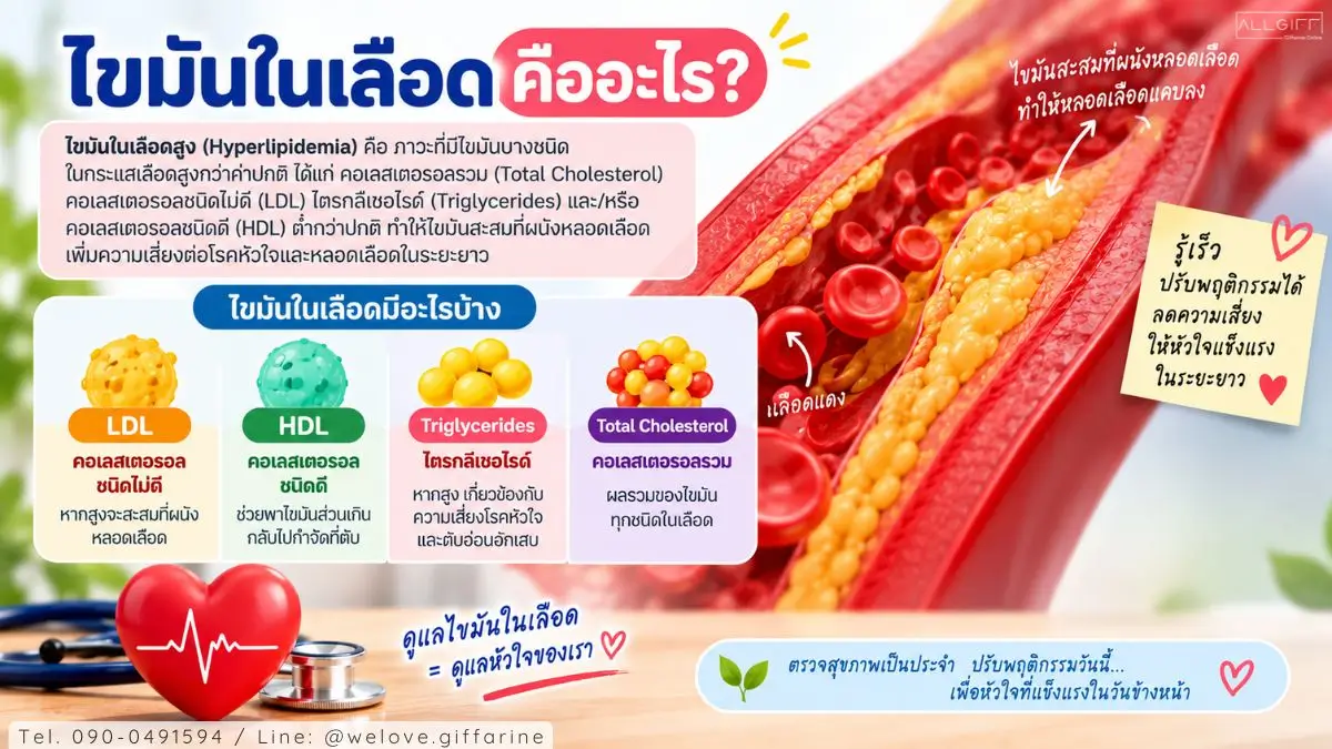 ไขมันในเลือดสูงคืออะไร พร้อมข้อมูลเกี่ยวกับ LDL HDL ไตรกลีเซอไรด์ และคอเลสเตอรอลรวม