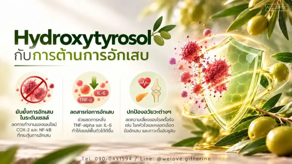 Hydroxytyrosol ช่วยต้านการอักเสบระดับเซลล์ ยับยั้งเอนไซม์ COX-2 และลดสารก่อการอักเสบ