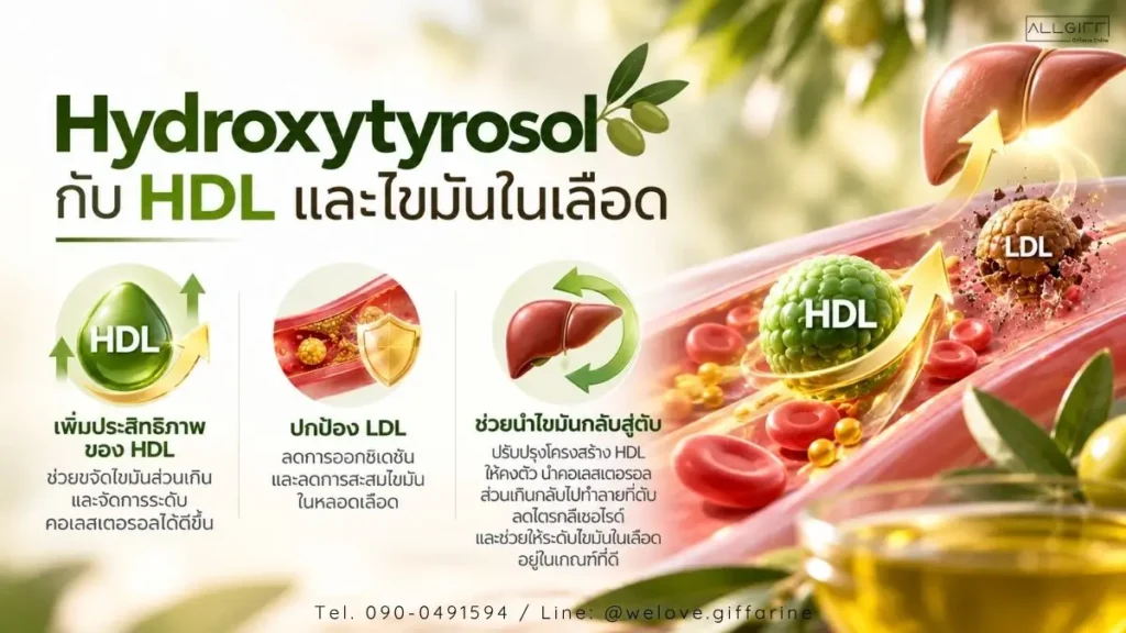 Hydroxytyrosol ช่วยเพิ่มประสิทธิภาพ HDL นำไขมันส่วนเกินกลับสู่ตับและปรับสมดุลไขมันในเลือด