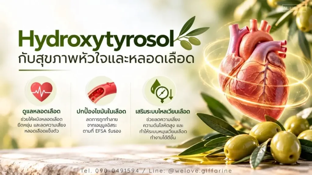 Hydroxytyrosol ช่วยดูแลหัวใจ ปกป้องไขมันในเลือด และเสริมระบบไหลเวียนโลหิต