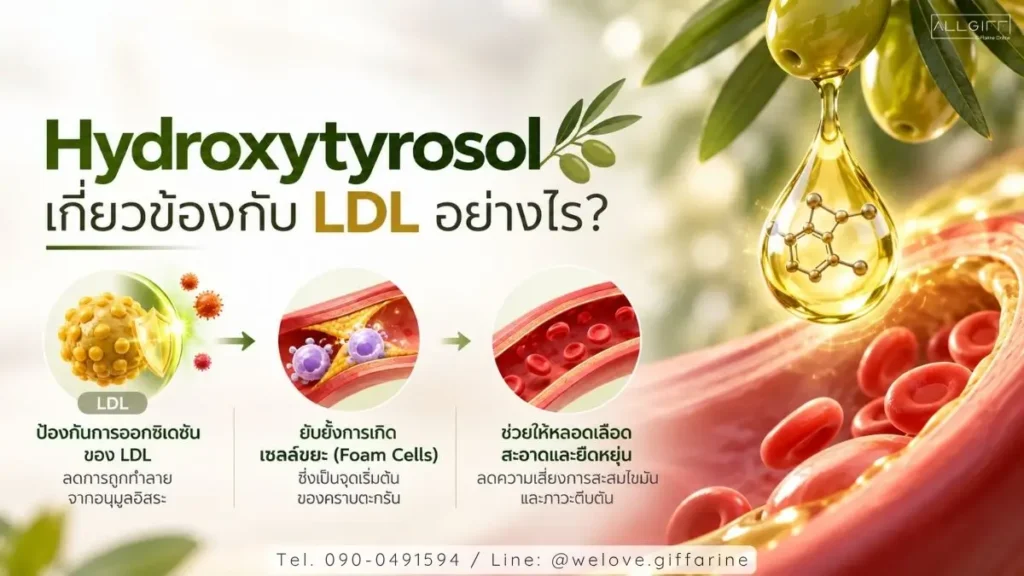 Hydroxytyrosol ช่วยยับยั้งออกซิเดชันของ LDL และป้องกันการเกิดเซลล์ขยะเกาะหลอดเลือด
