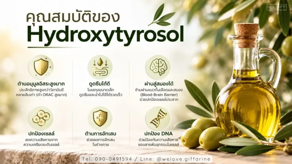 คุณสมบัติของ Hydroxytyrosol สารต้านอนุมูลอิสระสูง ดูดซึมเร็ว และผ่านสู่สมองได้